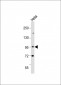 EPS8 Antibody (N-term)