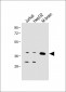 Connexin 40 Antibody (N-term)