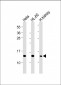 ND4L Antibody (C-term)