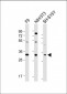 WDR82 Antibody (N-term)