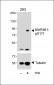 Phospho-MAP4K1(S171) Antibody