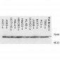 HSP70 Antibody