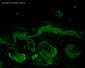 HSP70/HSC70 Antibody