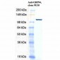 GRP94 Antibody