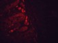 HSP90 Antibody