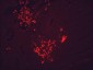 HSP90 Antibody