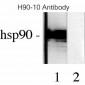 HSP90 Antibody