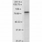 HSP90 alpha Antibody