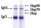 HSP90 complex Antibody