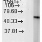 HSP60 Antibody