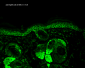 HSP60 Antibody