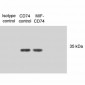 CD74 Antibody