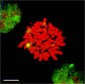 HSF1 Antibody