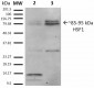 HSF1 Antibody