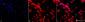 HSF1 Antibody