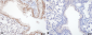 HSF1 Antibody