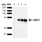 HSF1 Antibody