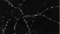 PSD95 Antibody