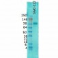 PSD95 Antibody