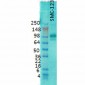 PSD95 Antibody