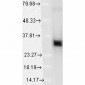 HO-1 Antibody