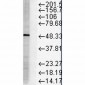 FKBP51 Antibody