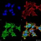 Alpha A Crystallin Antibody