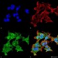 Alpha A Crystallin Antibody