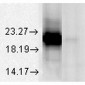 Alpha A Crystallin Antibody