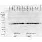 HSP40, Hdj1 Antibody