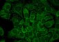 HSP90 alpha Antibody