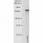 HSP90 alpha Antibody