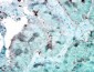 HSP90 (total) Antibody