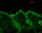 HSP90 (total) Antibody