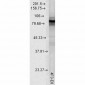 HSP90 (total) Antibody