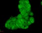 HSC70 (HSP73) Antibody