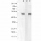HSC70 (HSP73) Antibody