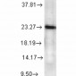 p23 Antibody