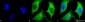 Ubiquitin Antibody
