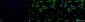 HSP27 Antibody