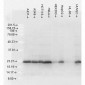 HSP27 Antibody