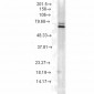 HSP70 Antibody