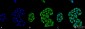 HSP70 Antibody