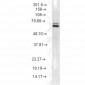 HSP70 Antibody