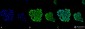 HSP70 Antibody