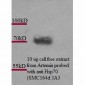 HSP70 Antibody