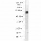 HSP70 Antibody