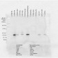 Alpha B Crystallin Antibody