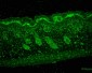 ERp57 (GRP58) Antibody