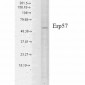 ERp57 (GRP58) Antibody